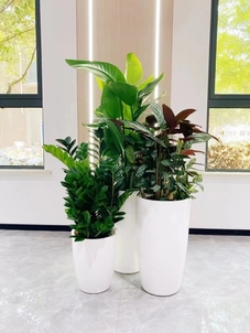 快戳！宁波北仑花木租摆价格全知道