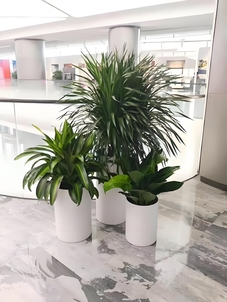 租花卉就选宁波杭州湾，优质服务超棒！